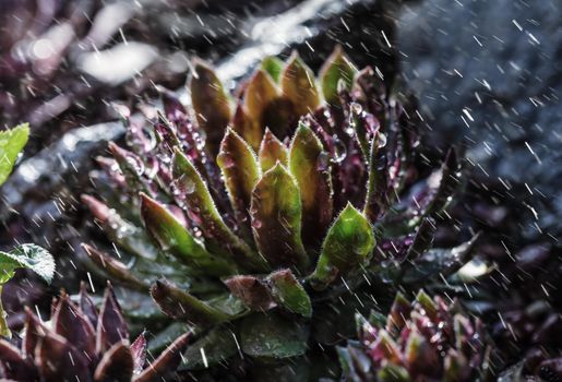 Succulent growing among rocks on a rainy day.  Decorative place in the garden with succulents among the stones
