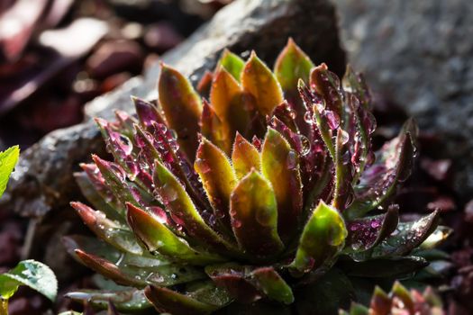 Succulent growing among rocks with raindrops on leaves.  Decorative place in the garden with succulents among the stones