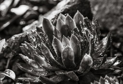 Black and white image of succulent growing among rocks.  Decorative place in the garden with succulents among the stones