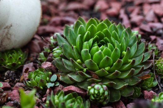 Succulent growing among rocks.  Decorative place in the garden with succulents among the stones