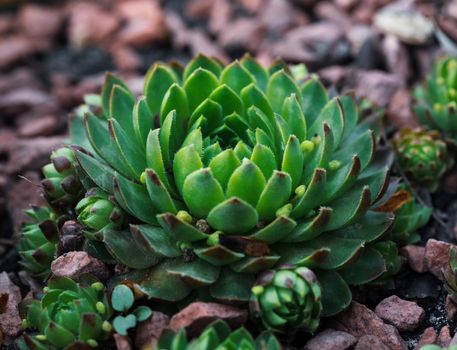 Succulent growing among rocks.  Decorative place in the garden with succulents among the stones