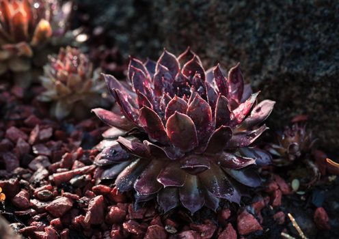 Succulent growing among rocks with raindrops on leaves.  Decorative place in the garden with succulents among the stones