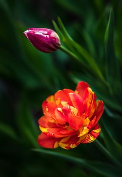Group of colorful tulips in the garden at the spring time. Shallow DOF.