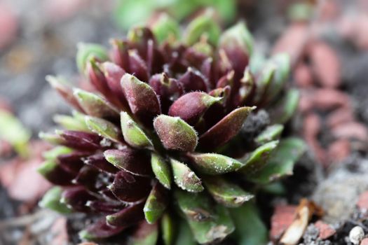 Succulent growing among rocks.  Decorative place in the garden with succulents among the stones
