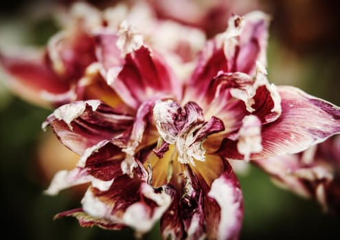 Black and white image of dried tulips. Dry petals of red tulips. Dry tulips like symbol of fade time. Shallow DOF