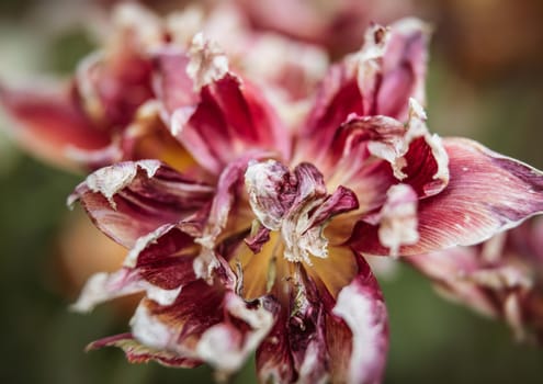 Dried tulips. Dry petals of red tulips. Dry tulips like symbol of fade time. Shallow DOF