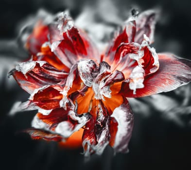 Dried tulips. Dry petals of red tulips. Dry tulips like symbol of fade time. Shallow DOF