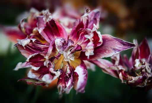 Dried tulips. Dry petals of red tulips. Dry tulips like symbol of fade time. Shallow DOF
