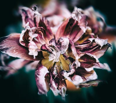 Dried tulips. Dry petals of red tulips. Dry tulips like symbol of fade time. Shallow DOF