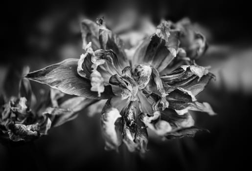 Black and white image of dried tulips. Dry petals of red tulips. Dry tulips like symbol of fade time. Shallow DOF