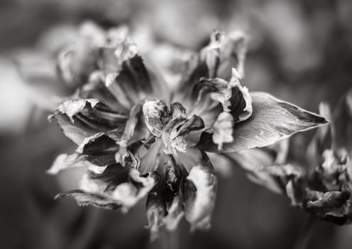 Black and white image of dried tulips. Dry petals of red tulips. Dry tulips like symbol of fade time. Shallow DOF
