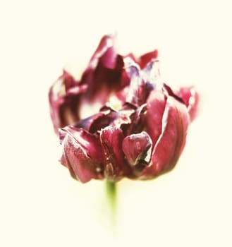 Dried tulips. Dry petals of red tulips. Dry tulips like symbol of fade time. Shallow DOF