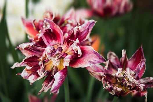 Dried tulips. Dry petals of red tulips. Dry tulips like symbol of fade time. Shallow DOF