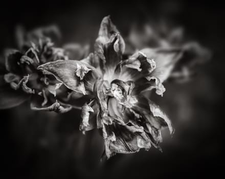 Black and white image of dried tulips. Dry petals of red tulips. Dry tulips like symbol of fade time. Shallow DOF