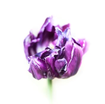 Dried tulips. Dry petals of red tulips. Dry tulips like symbol of fade time. Shallow DOF