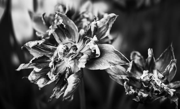 Black and white image of dried tulips. Dry petals of red tulips. Dry tulips like symbol of fade time. Shallow DOF