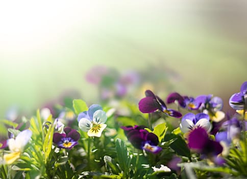 Blurred blossoming pansies flowers in sun light. Natural spring background. Selective focus, shallow DOF