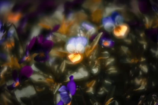 Blurred blossoming pansies flowers in the garden. Natural spring background. Selective focus, shallow DOF