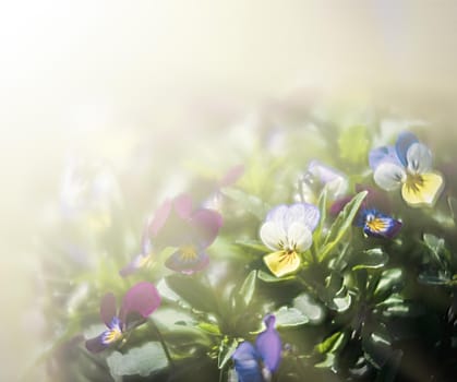 Blurred blossoming pansies flowers in sun light. Natural spring background. Selective focus, shallow DOF