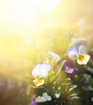 Blurred blossoming pansies flowers in sun light. Natural spring background. Selective focus, shallow DOF