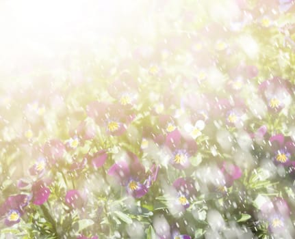 Blurred blossoming pansies flowers in sun light and water drops. Natural spring background. Selective focus, shallow DOF