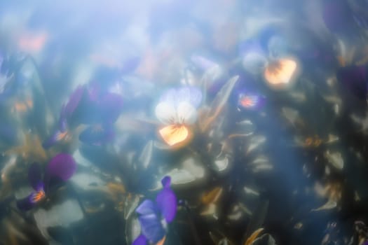 Blurred blossoming pansies flowers in blue light. Natural spring background. Selective focus, shallow DOF