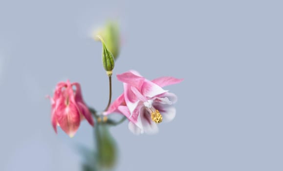 Soft focus image of  pink aquilegia flowers on blue background with copy spase. Common names: granny's bonnet or columbine. Selective focus. Shallow depth of field