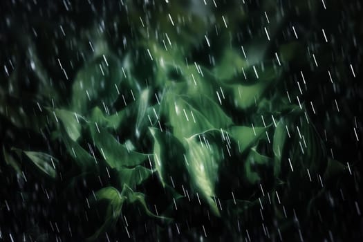 Soft focus image of large green leaves on a rainy day. Natural green texture background