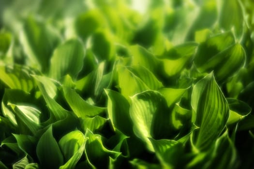 Soft focus image of large green leaves. Natural green texture background