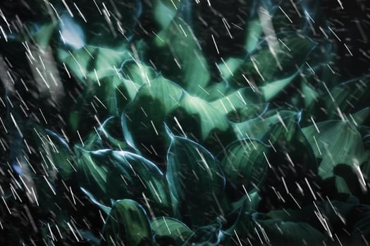 Soft focus image of large green leaves on a rainy day. Natural green texture background