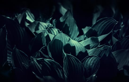 Soft focus image of large green leaves. Natural green texture background