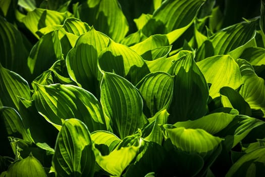 Soft focus image of large green leaves. Natural green texture background
