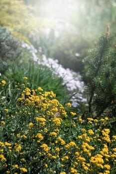 Soft focus image of small yellow flowers of aurinia saxatilis in the spring time in sun light. 
