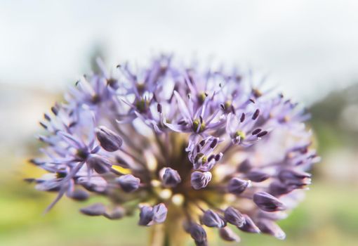 Close-up photo of purple allium blossom. Flowering decorative bow. Shallow DOF