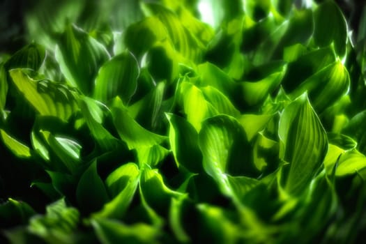 Soft focus image of large green leaves. Natural green texture background