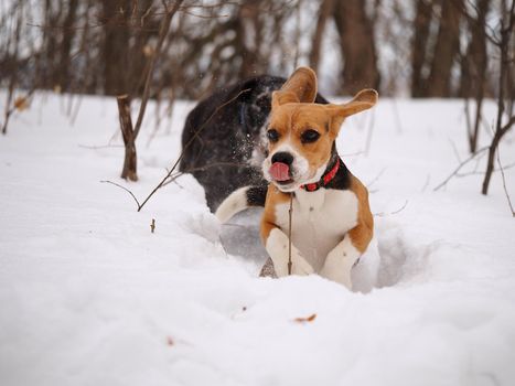 Dogs in winter on the hunt in the woods or in the field. Dog German Hunting and Beagle. High quality photo