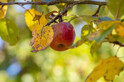 Close-up of ripe red apple  on an apple tree in autumn with yellow and green leaves around