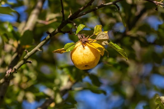 Close-up of ripe yellow apple  on an apple tree in autumn with yellow and green leaves around