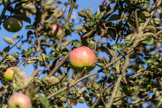 Close-up of ripe red and green apple  on an apple tree in autumn with yellow and green leaves around