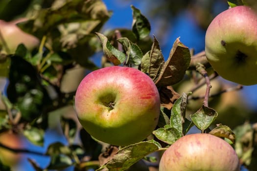 Close-up of ripe red and green apple  on an apple tree in autumn with yellow and green leaves around