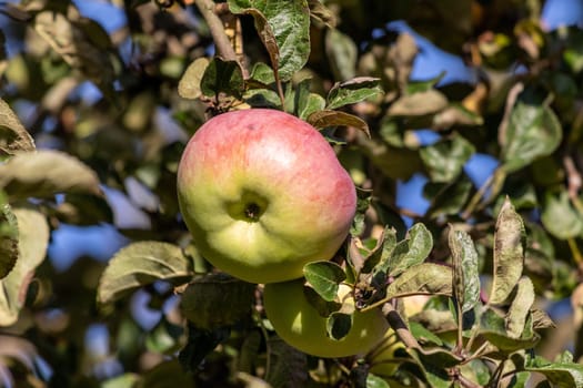 Close-up of ripe red and green apple  on an apple tree in autumn with yellow and green leaves around