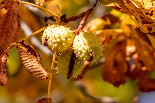 Close-up of ripe horse-chestnut with open thorny outer shell on a chestnut tree in autumn with yellow leaves 