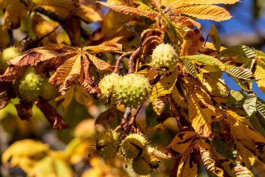 Close-up of ripe horse-chestnut with open thorny outer shell on a chestnut tree in autumn with yellow leaves 