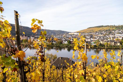 Scenic view at Bernkastel-Kues and the river Moselle in autumn with multi colored leaves in vineyard on a sunny day 