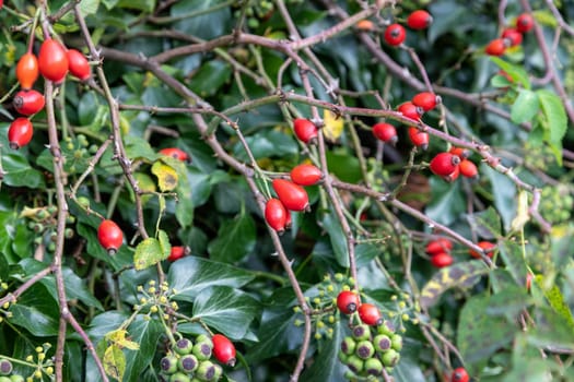 Close-up of ripe red rose hip and green ivy blossom in autumn