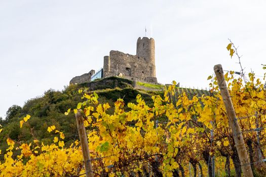 Scenic view at Landshut castle in Bernkastel-Kues on the river Moselle in autumn with multi colored vineyards 