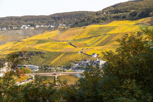 Scenic view at Bernkastel-Kues and the river Moselle valley in autumn with multi colored landscape on a sunny day 