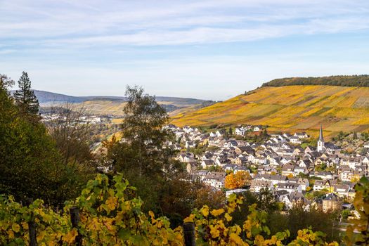 Scenic view at Bernkastel-Kues and the river Moselle valley in autumn with multi colored landscape on a sunny day 