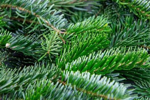 Christmas motif, texture, wallpaper, background with close-up of Nordmann fir branches