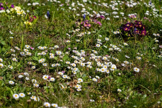 Flower meadow in spring with many daisy flowers, red and pink primrose